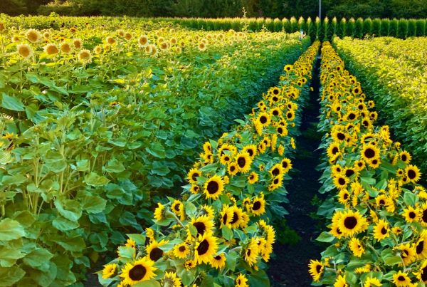 sunflowers