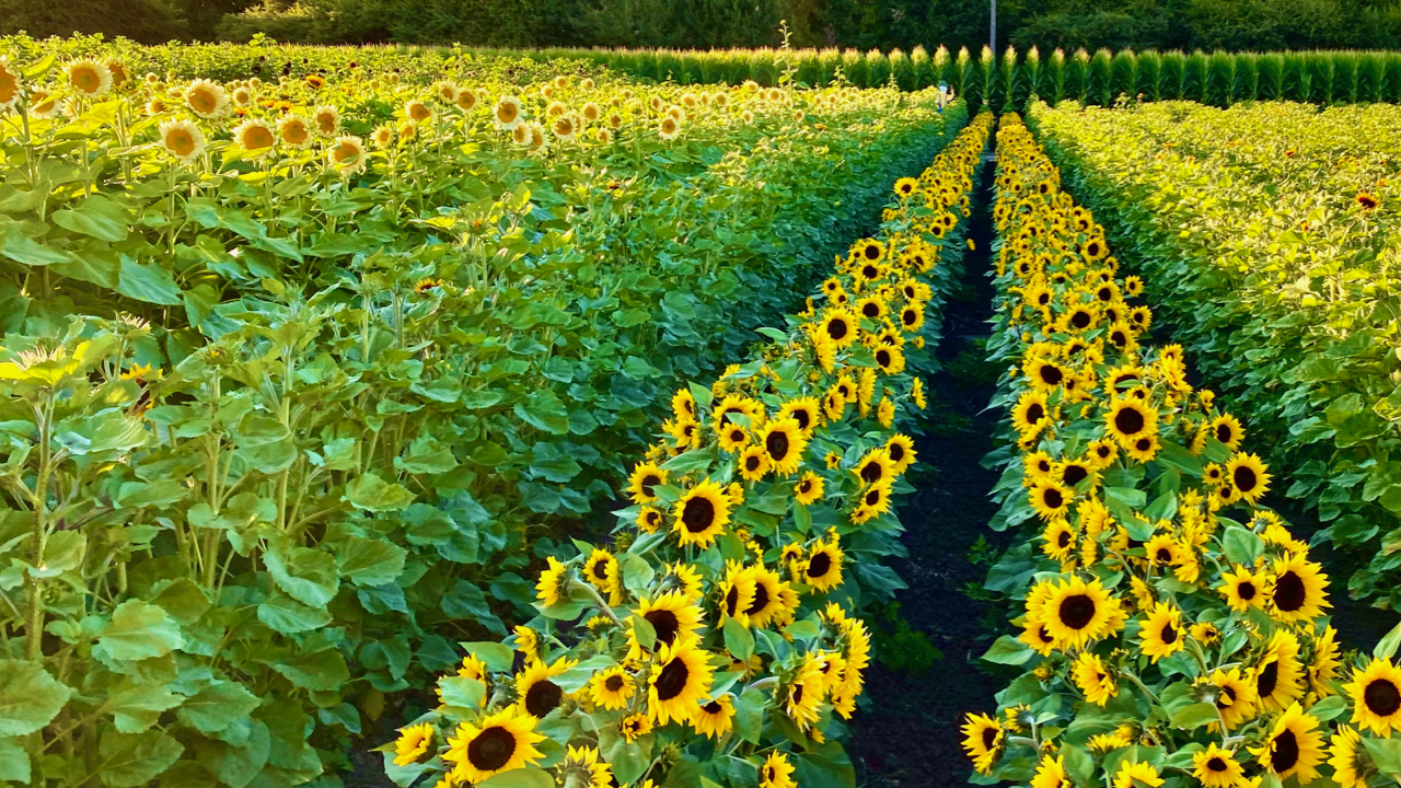 sunflowers