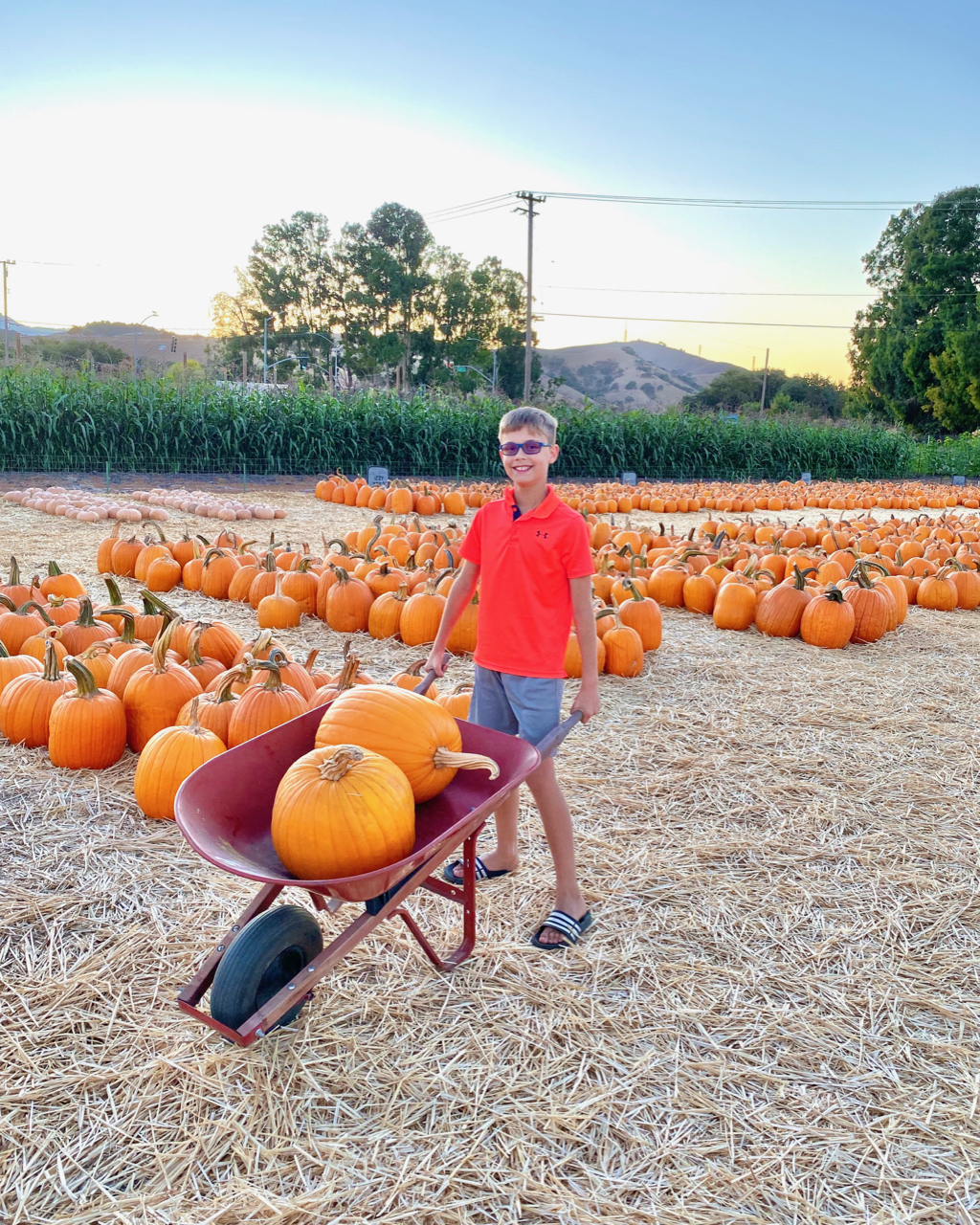 Pumpkin patch