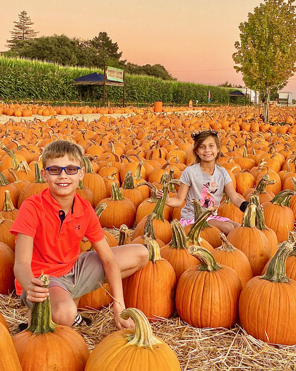 Pumpkin patch