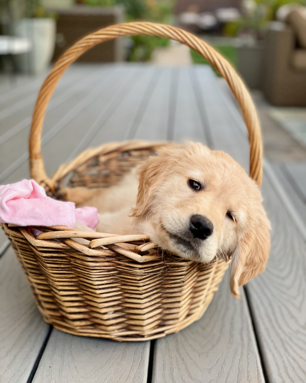 Puppy Basket