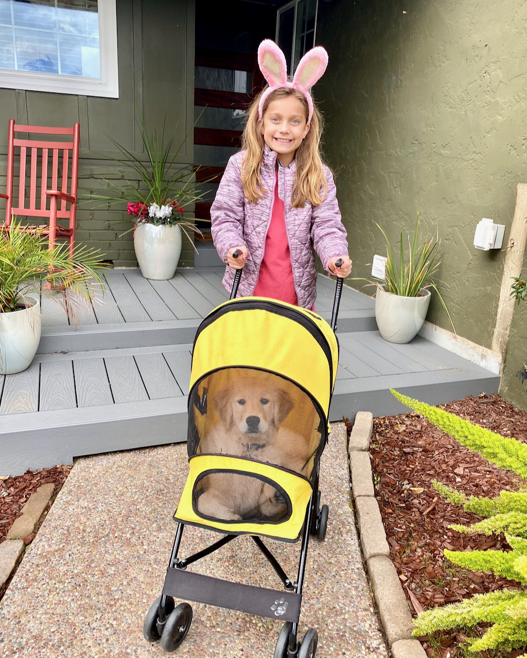 Puppy Stroller