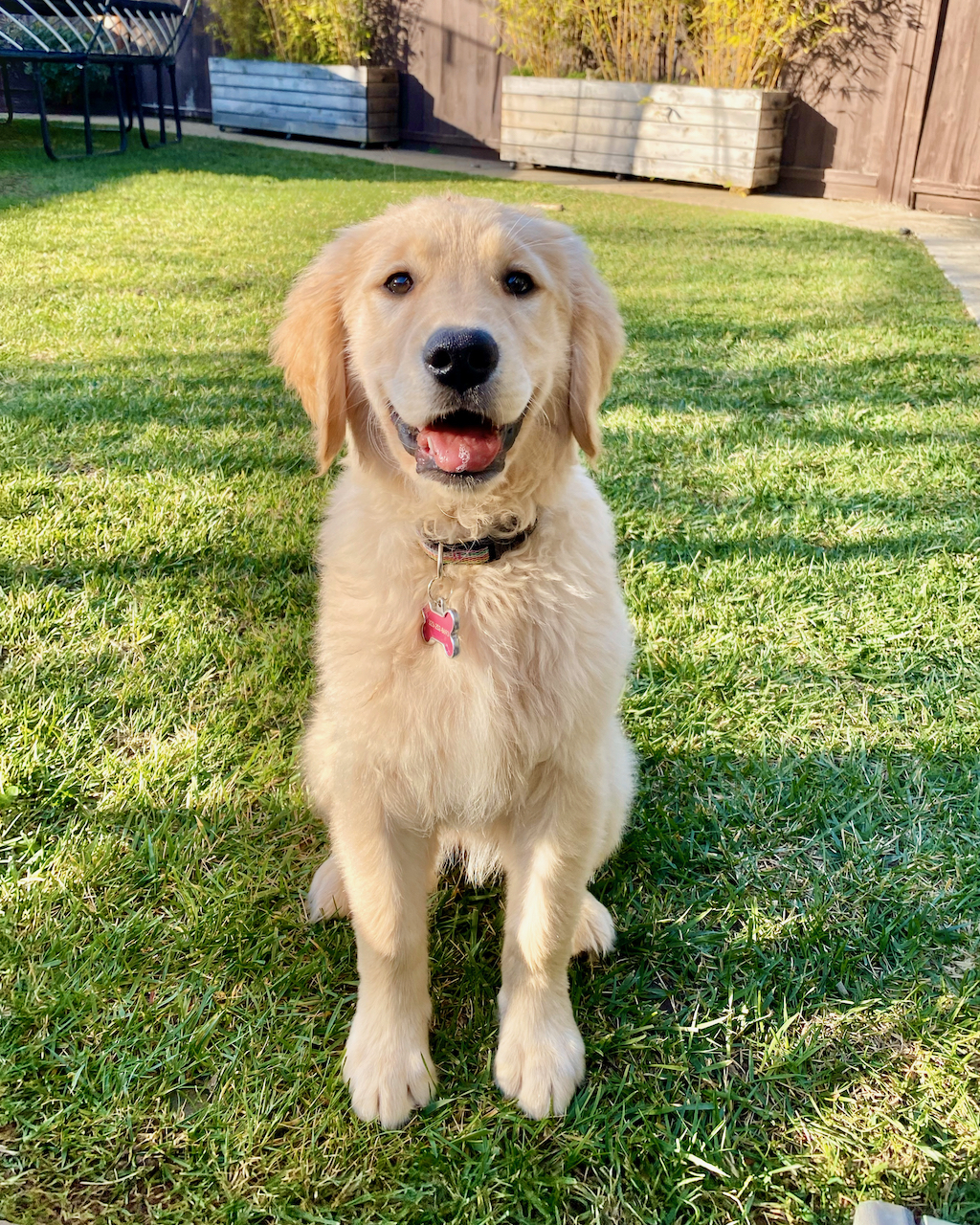 Golden Retriever