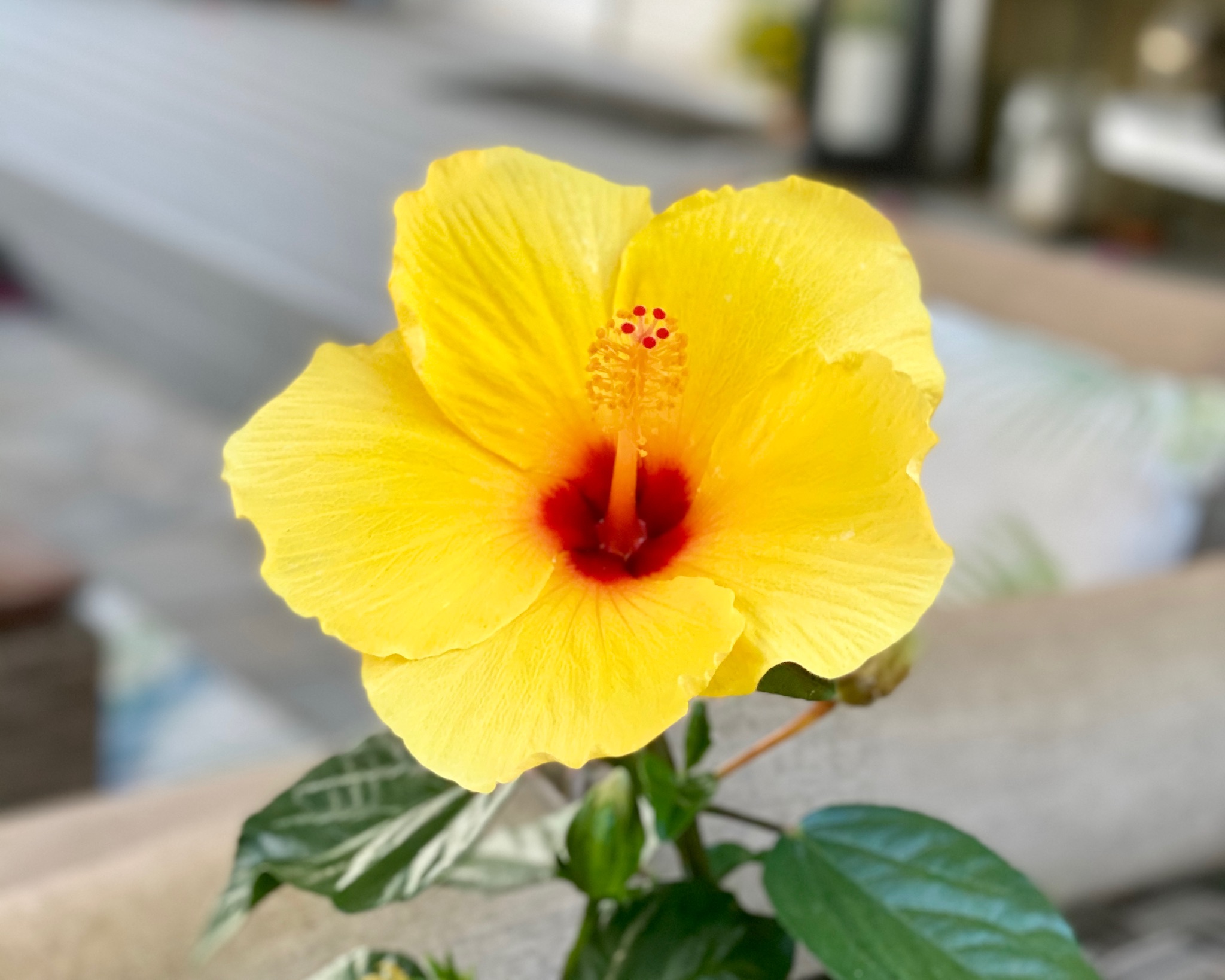 Hibiscus