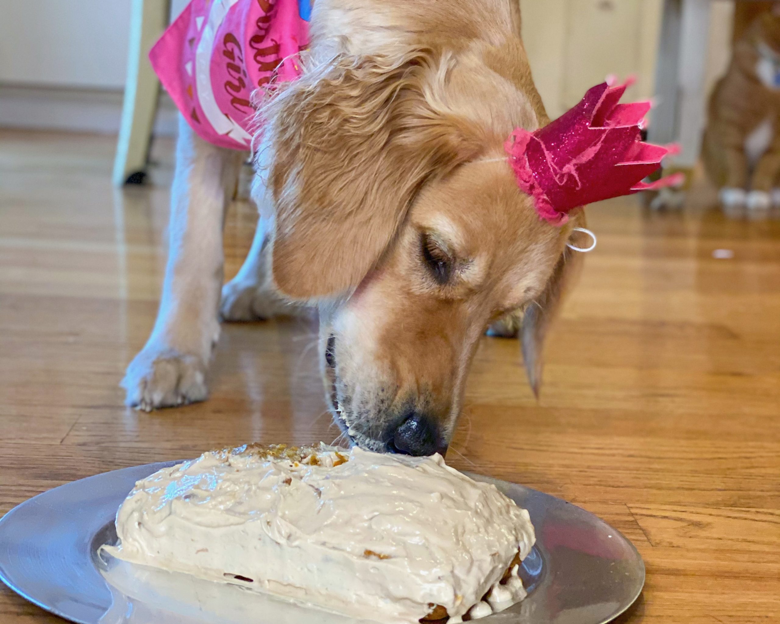 Dog Cake