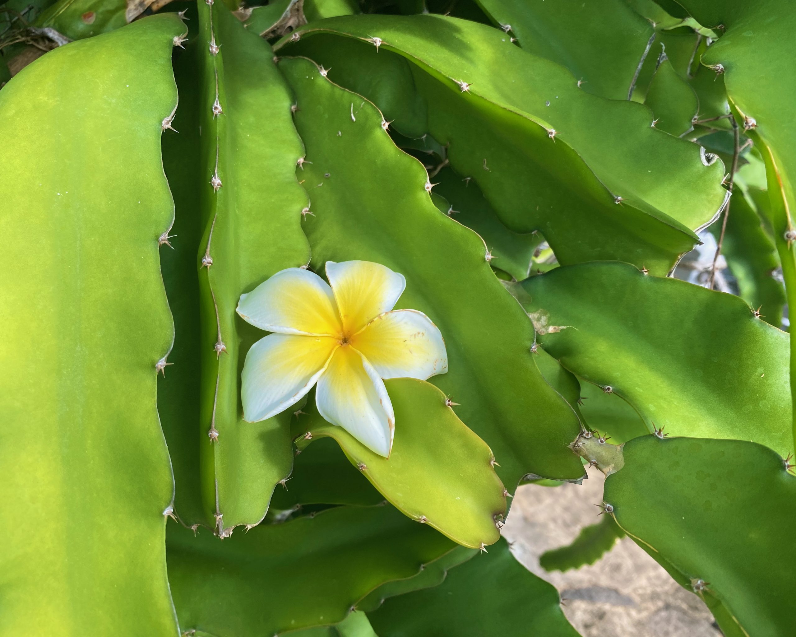 flower on cactus