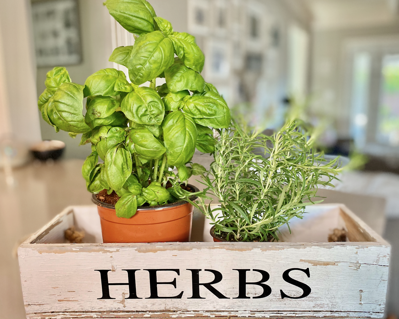 Herb Garden