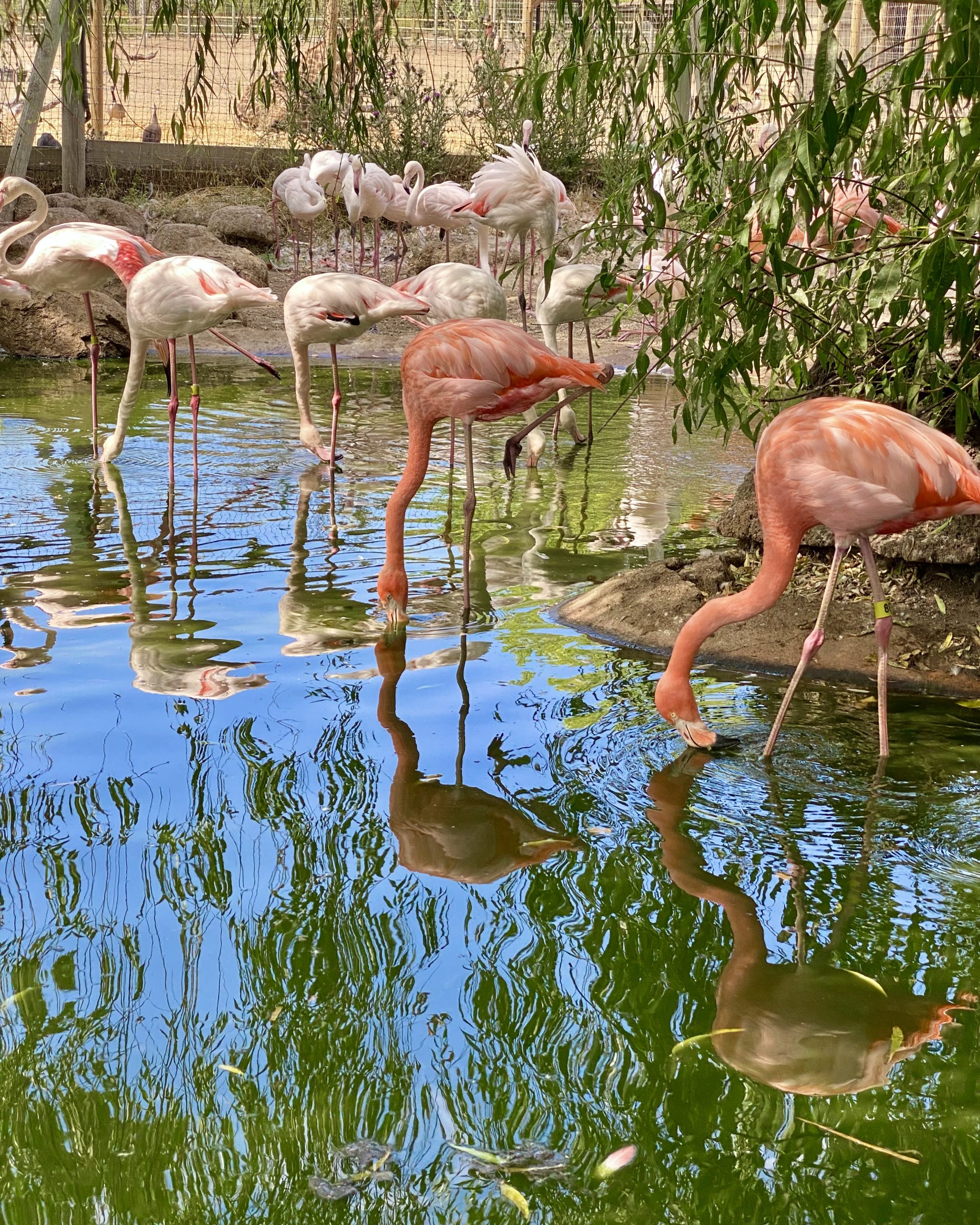 Safari West