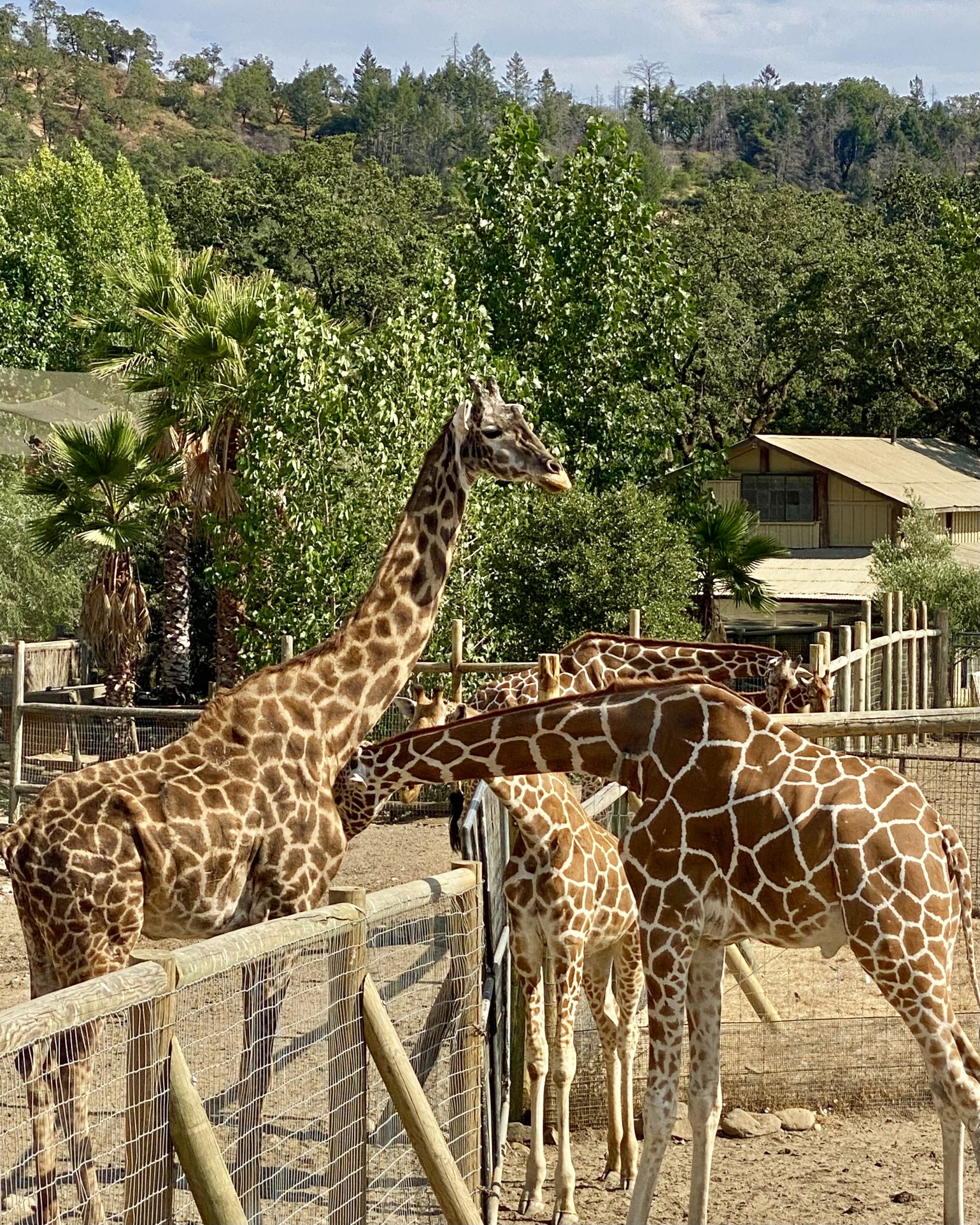 Safari West