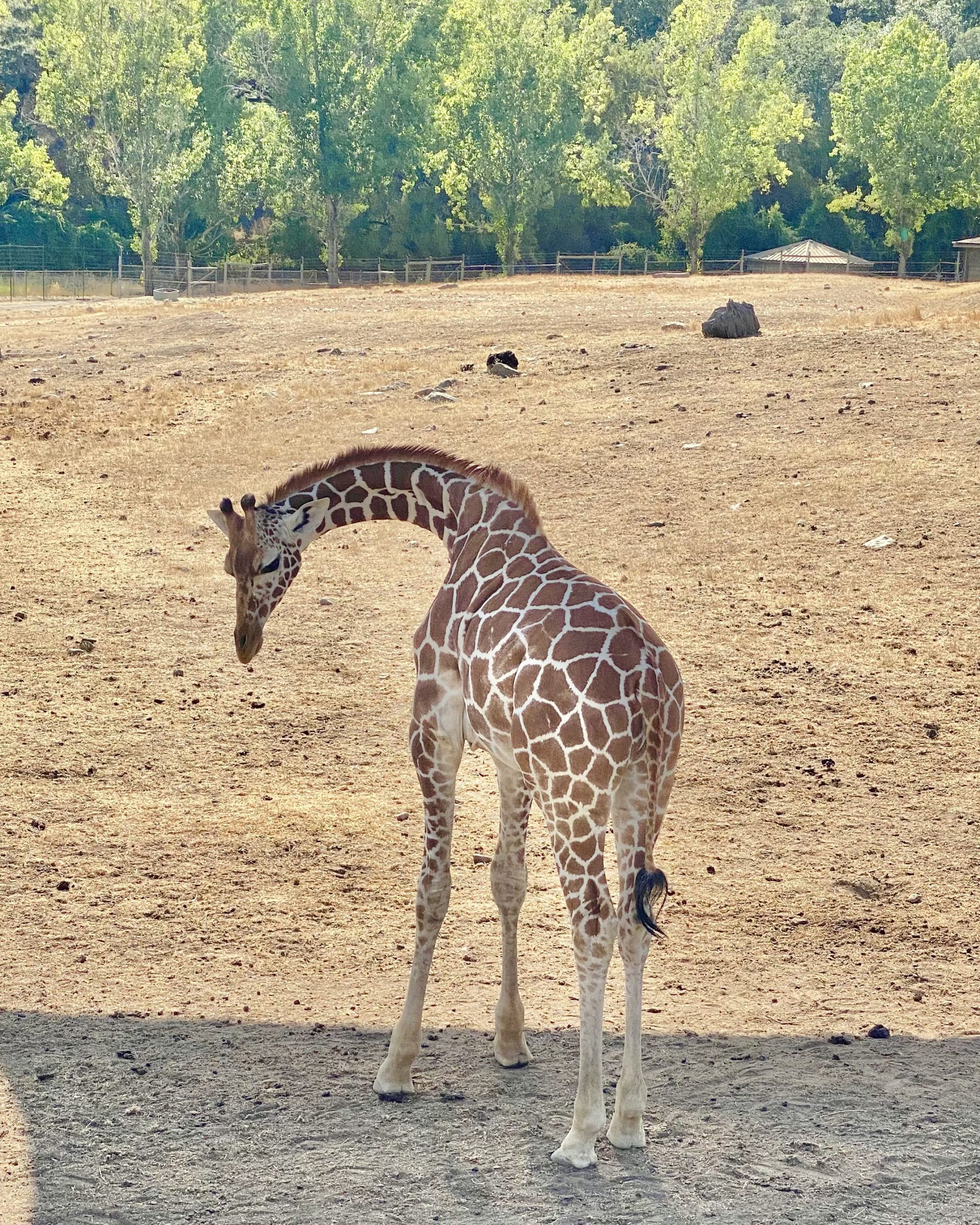 Safari West