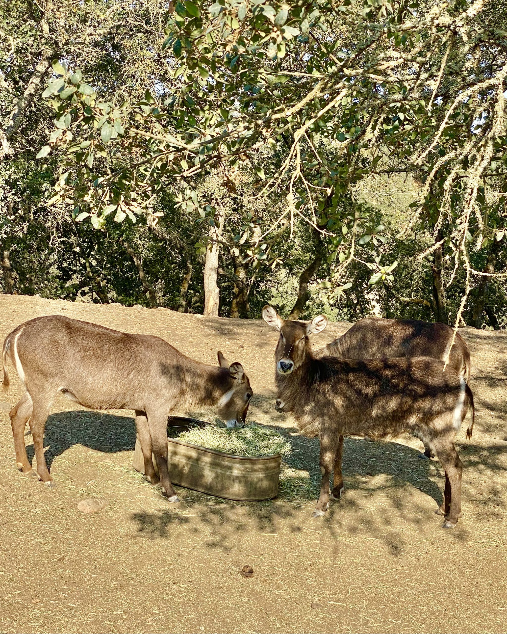 Safari West