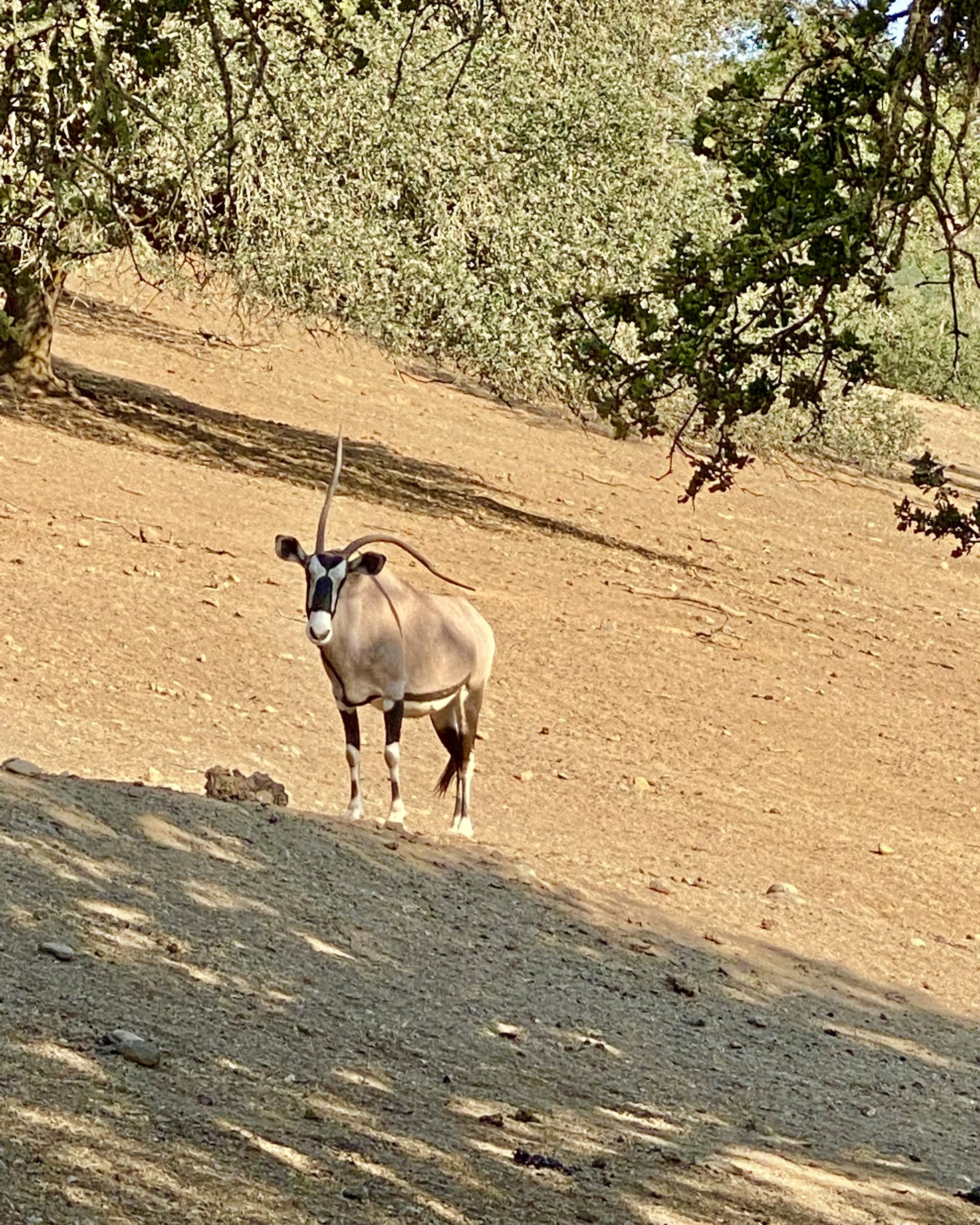 Safari West