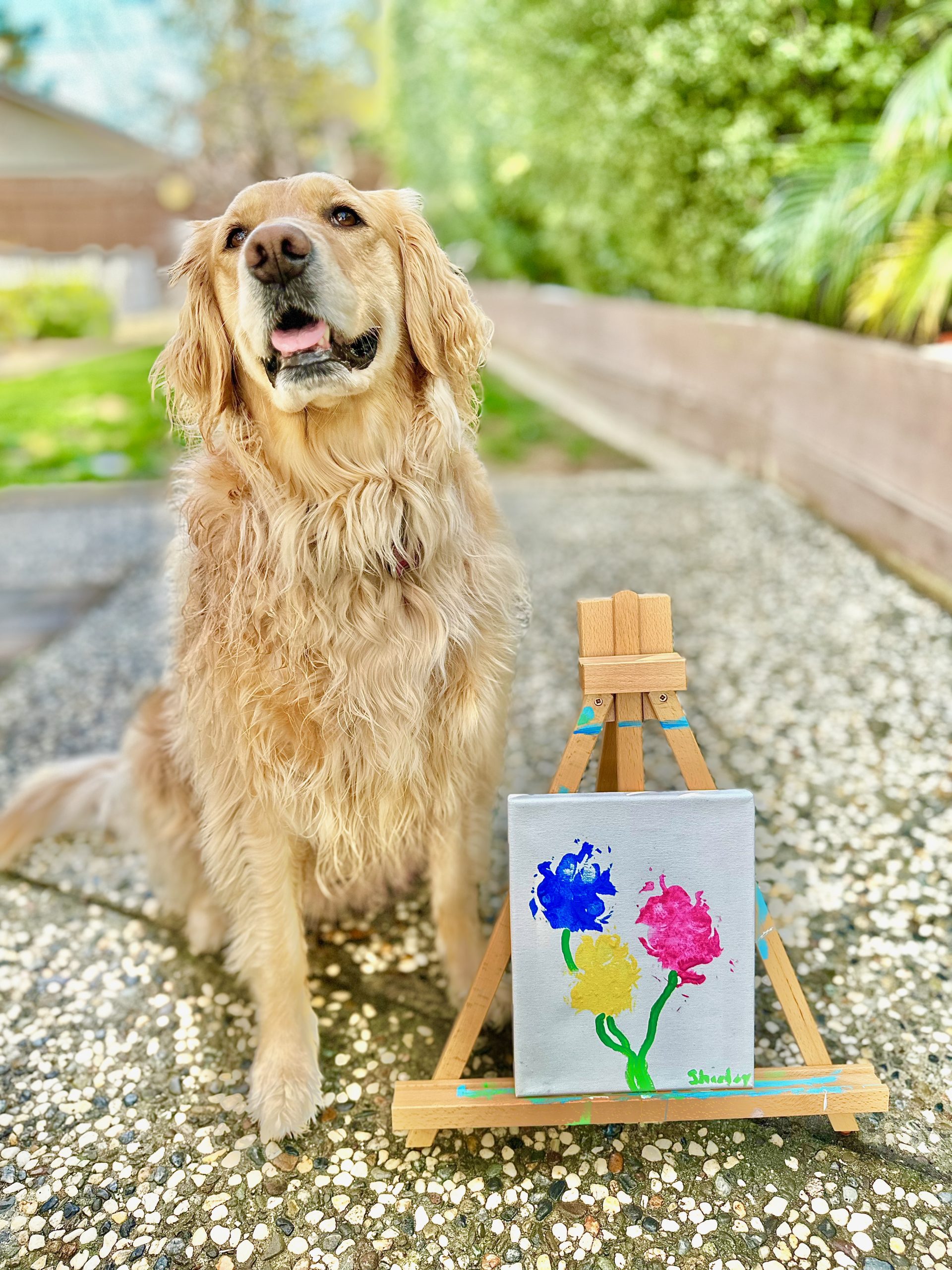 Washable paint sale for dogs