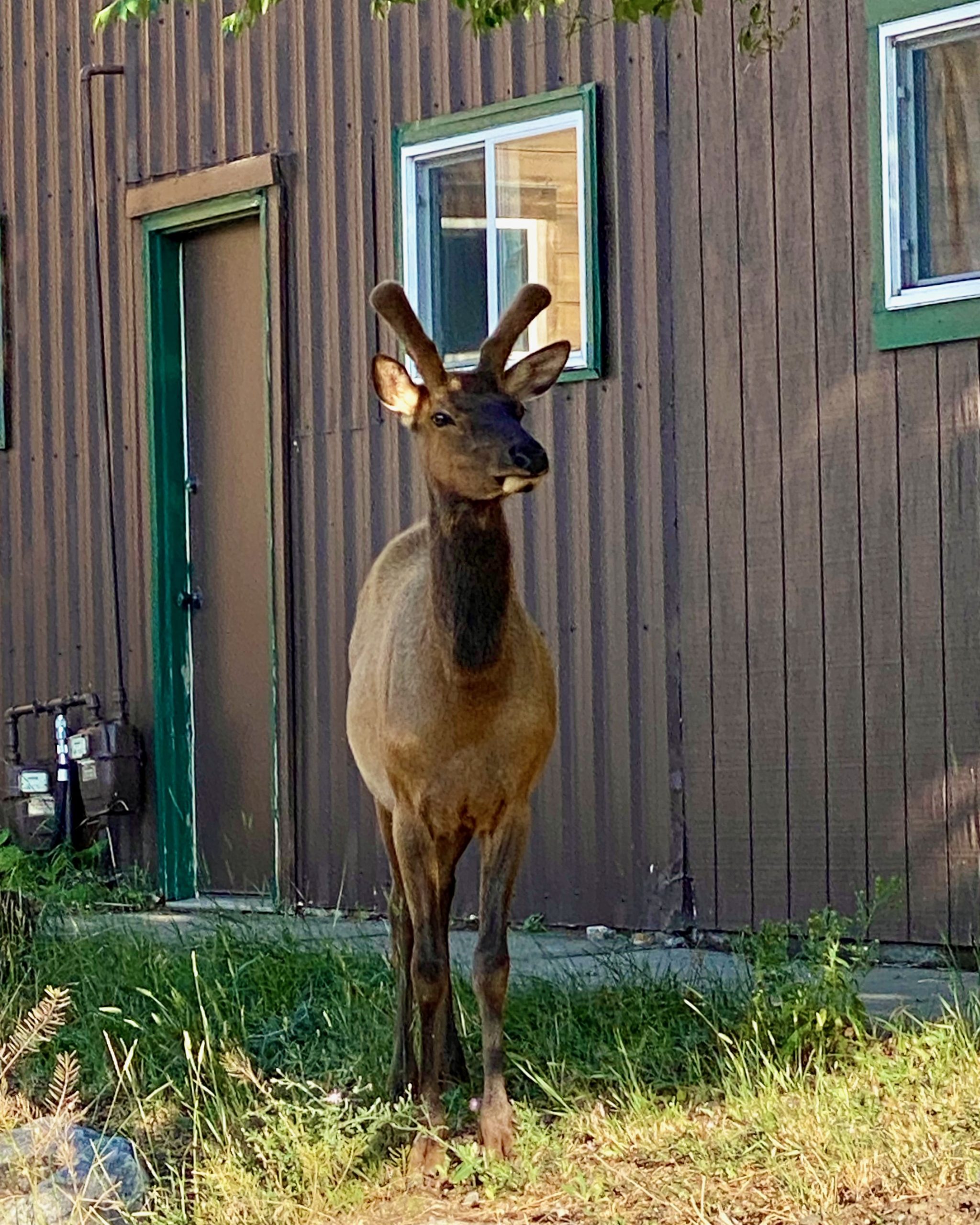 Gardiner, MT