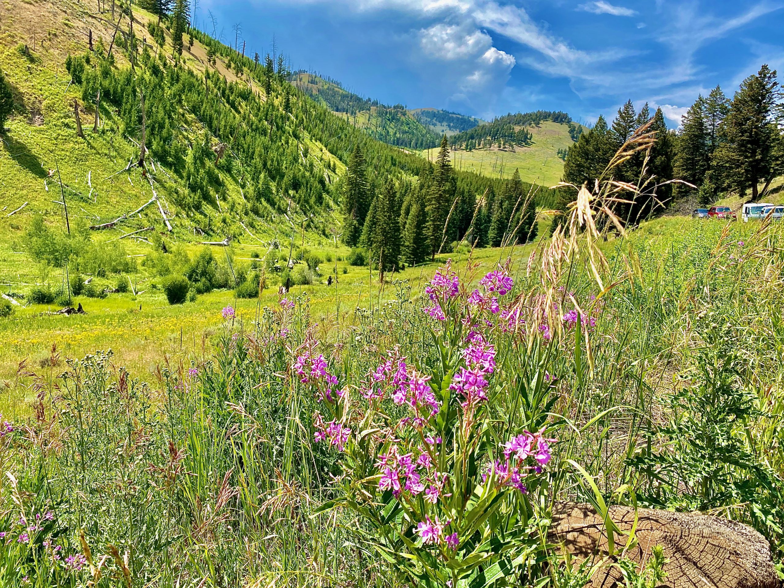 Lamar Valley