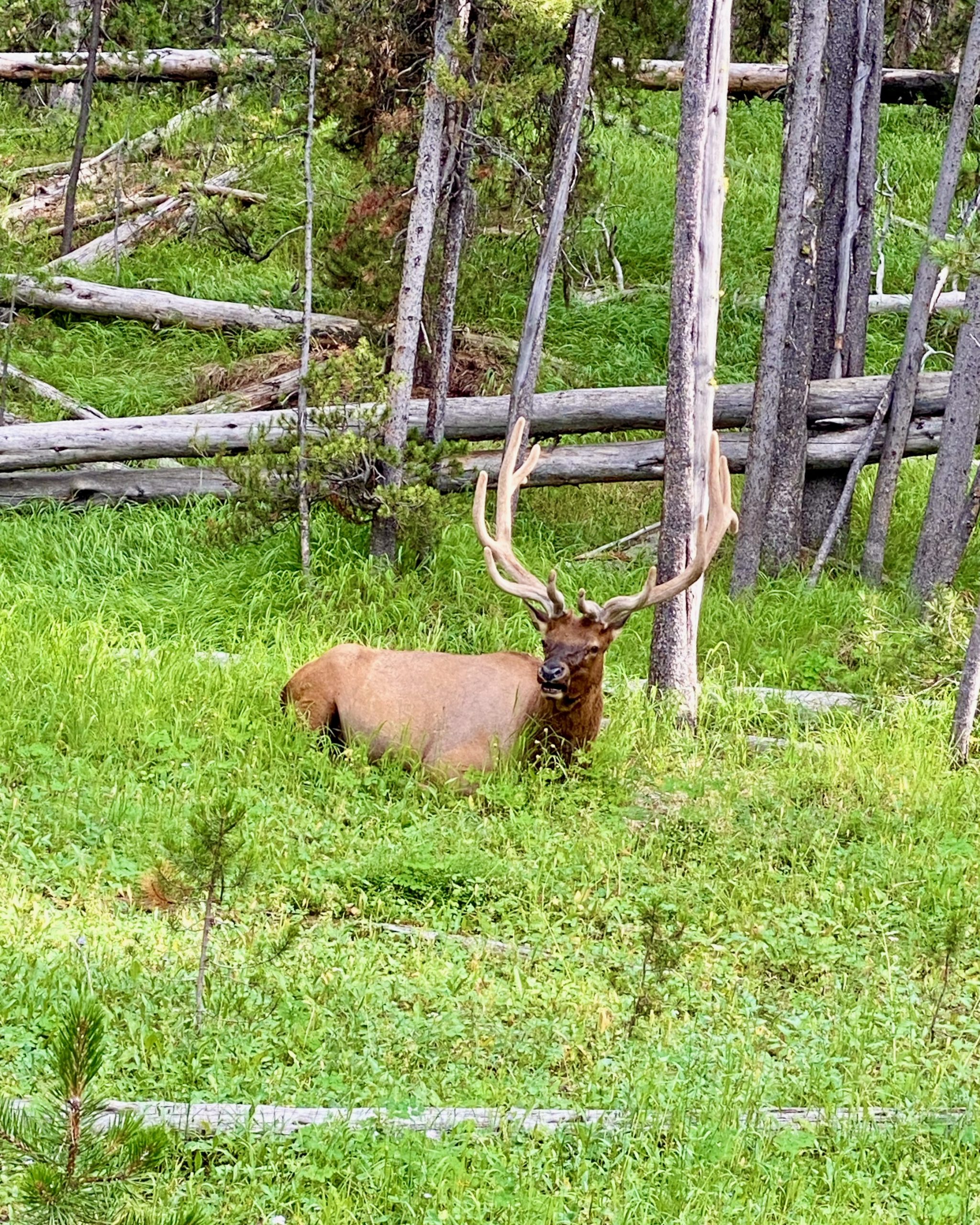 Yellowstone