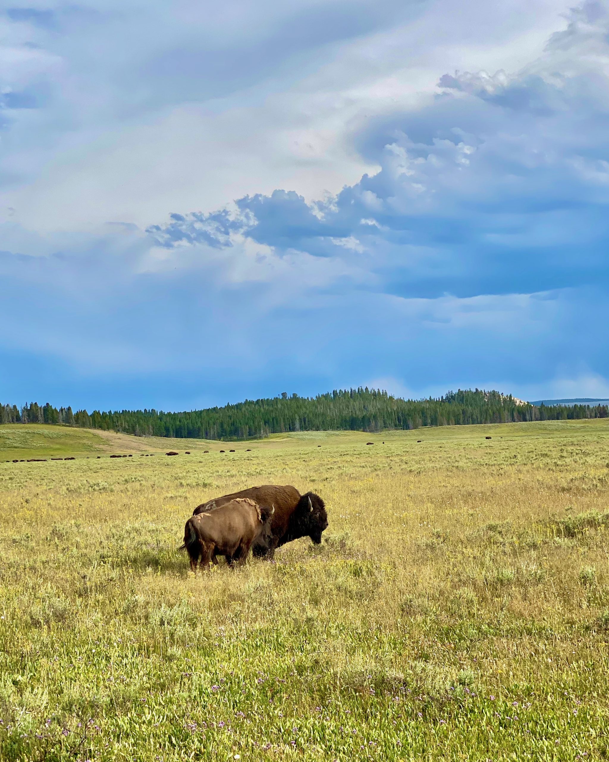 Yellowstone