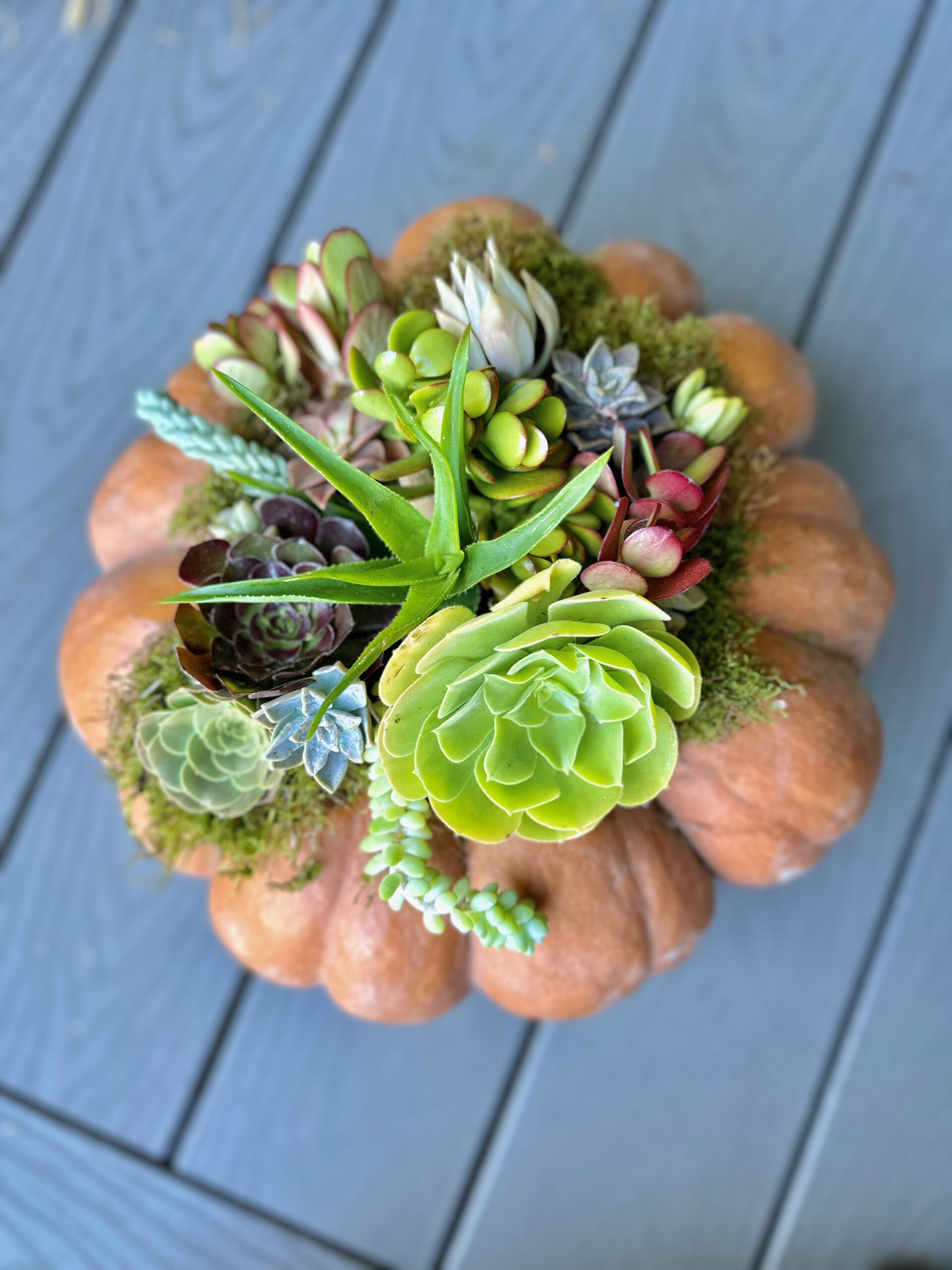 succulent pumpkins