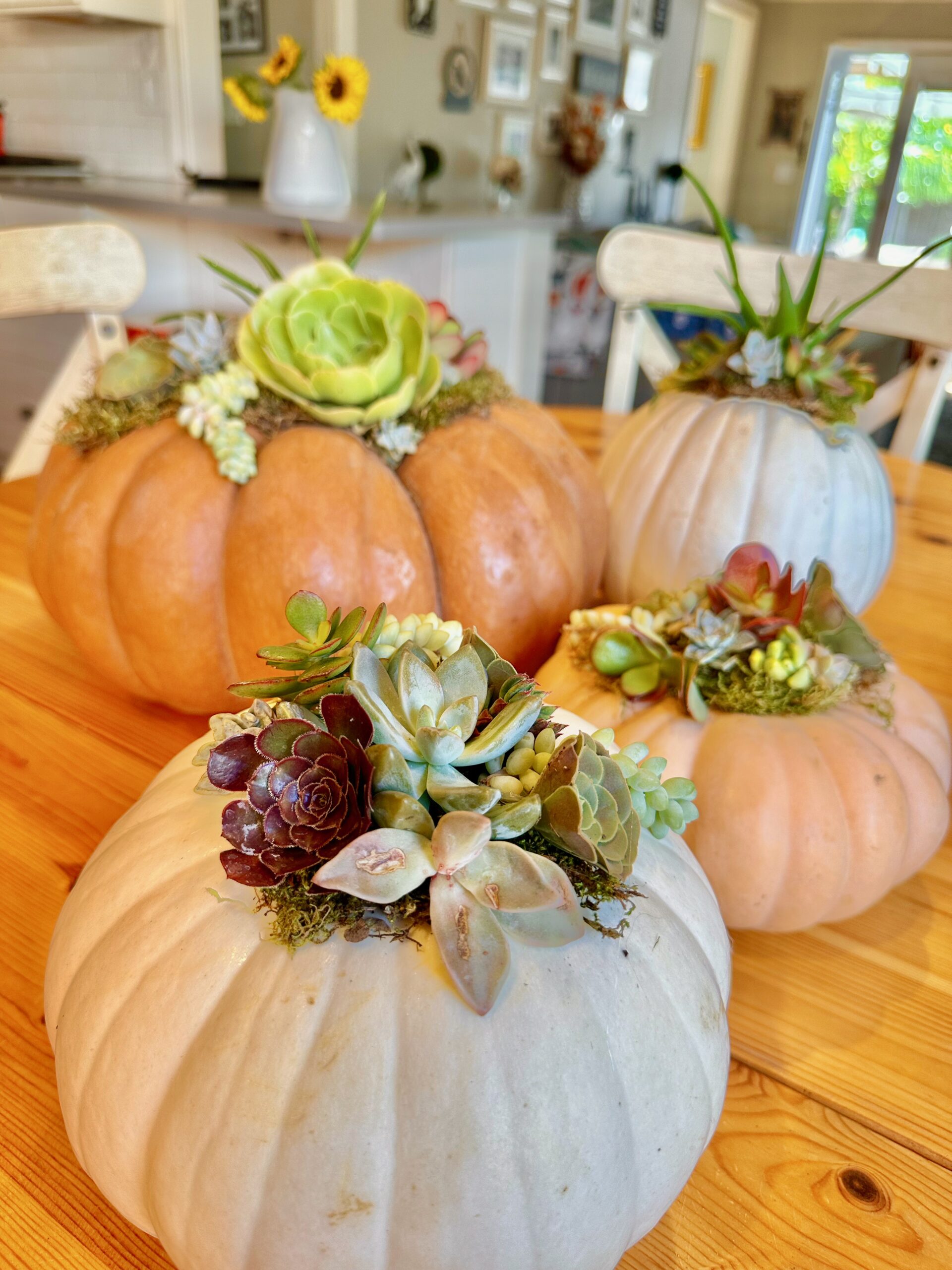 succulent pumpkins