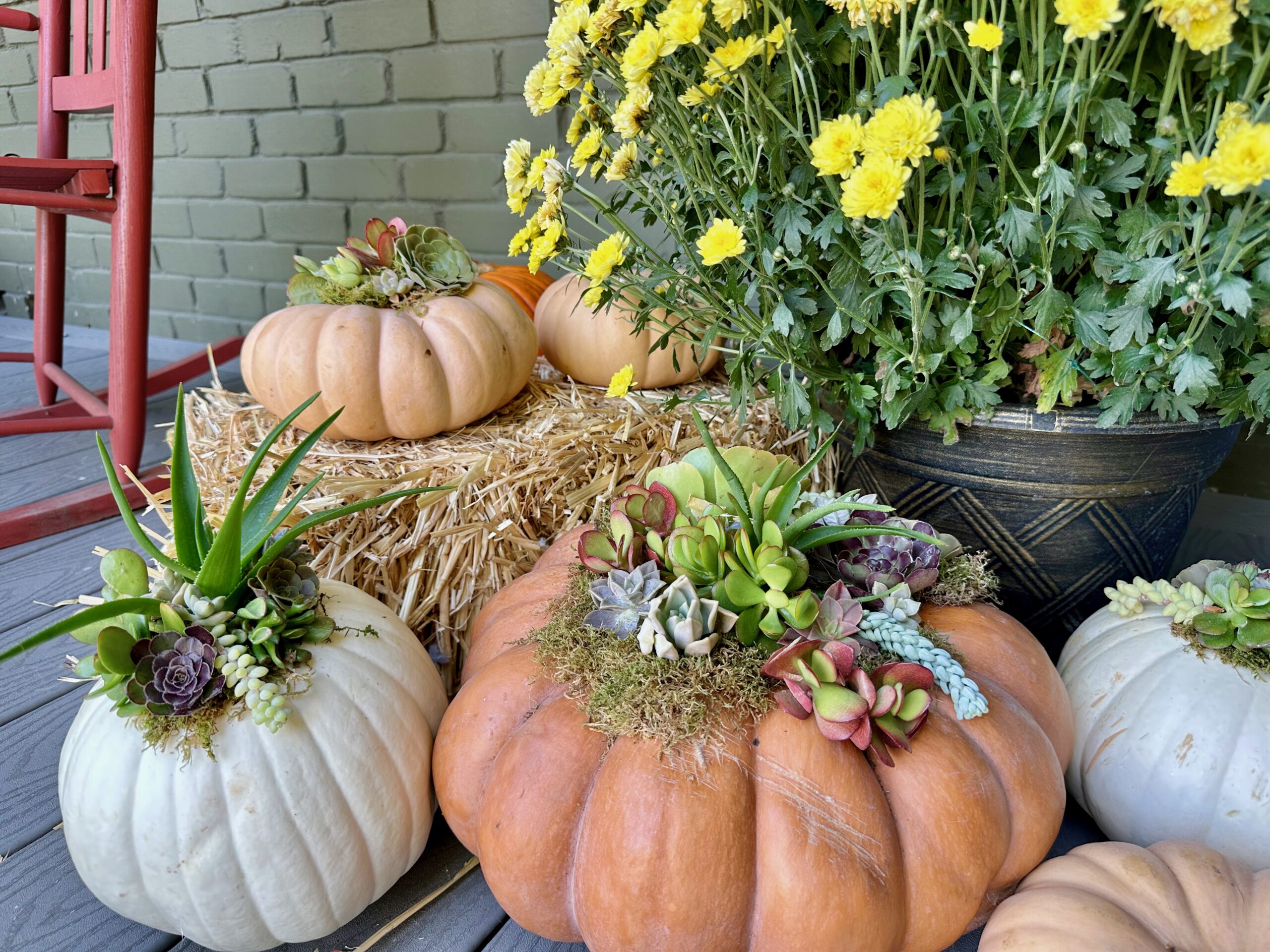 succulent pumpkins