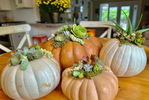 succulent pumpkins