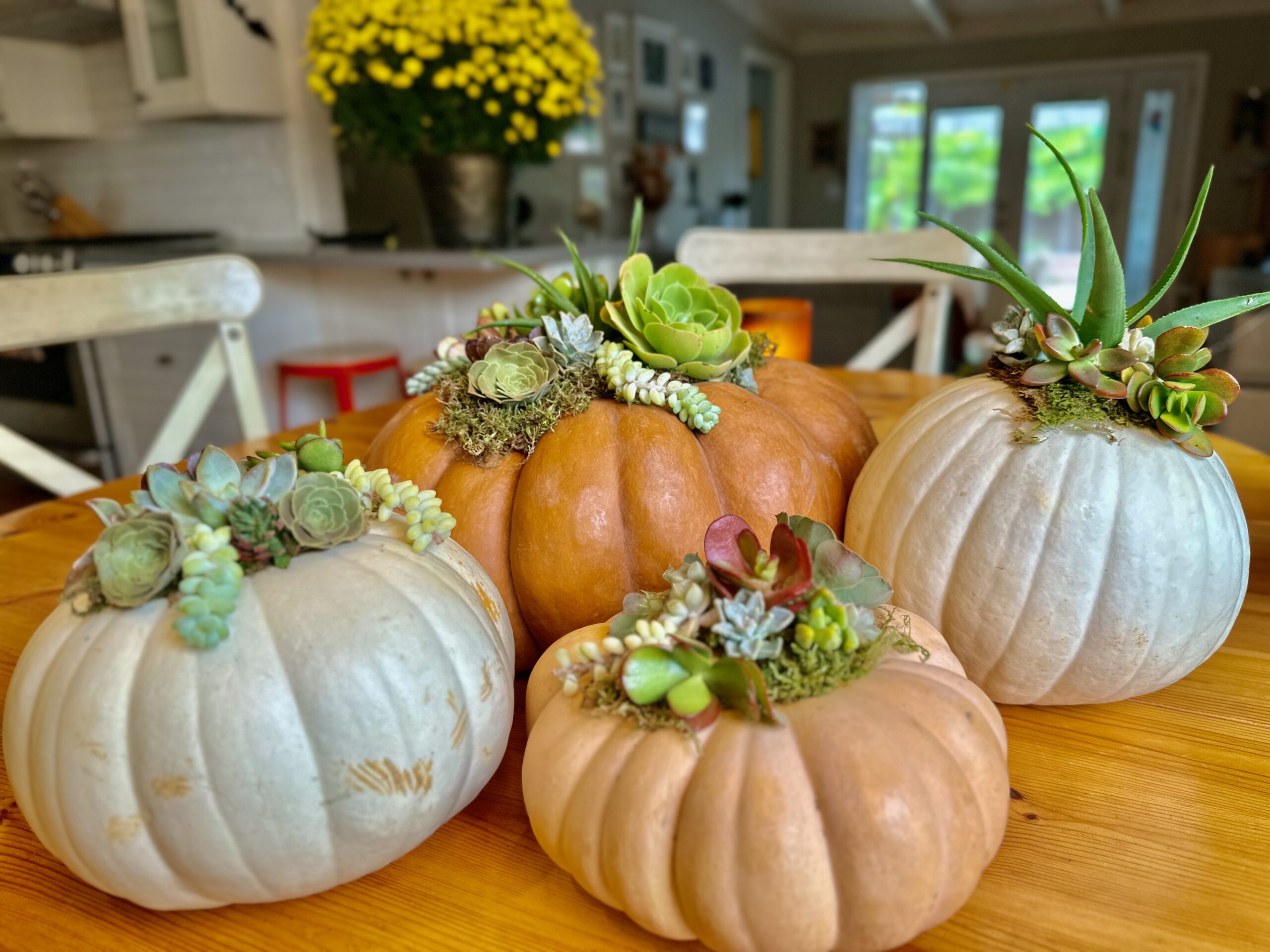 Succulent pumpkin! Just get a pumpkin and spray Elmer's adhesive spray glue  on top, stick on some Spanish moss and then gl…