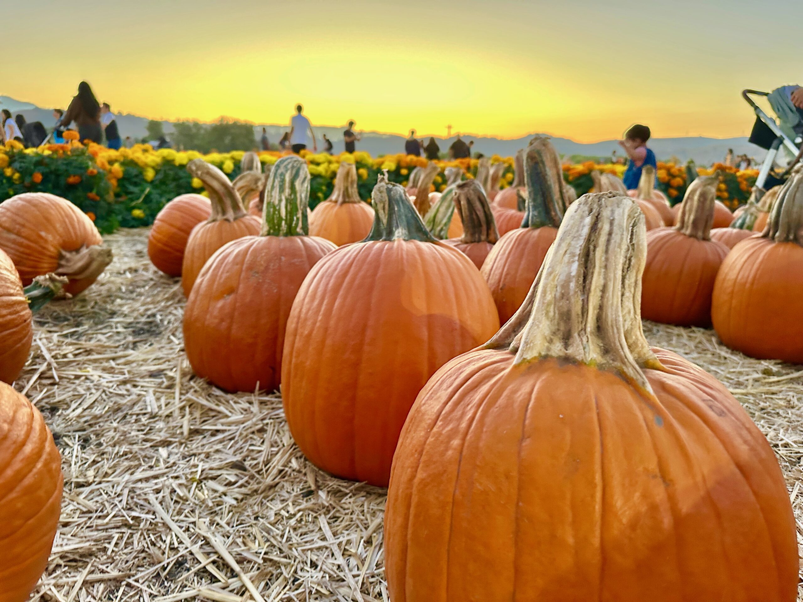 pumpkins